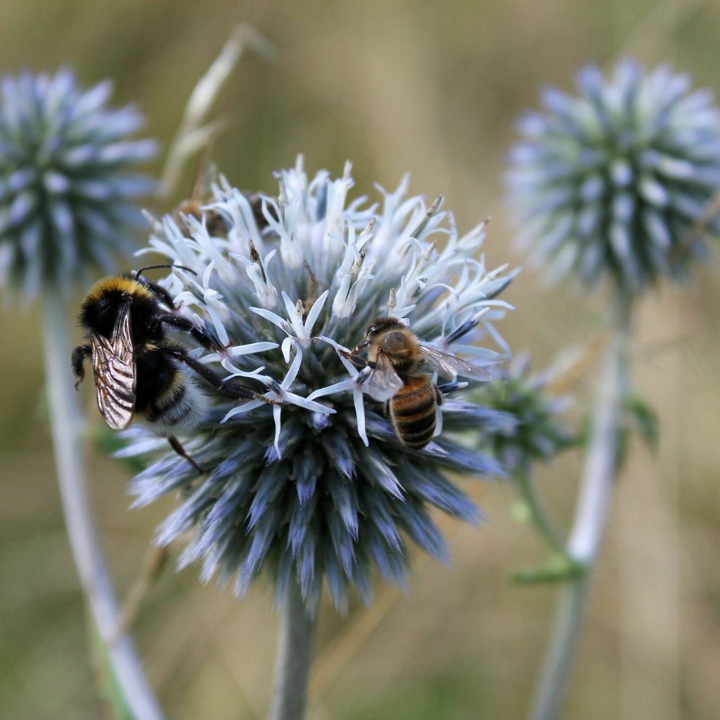 Echinops sphaerocephalus