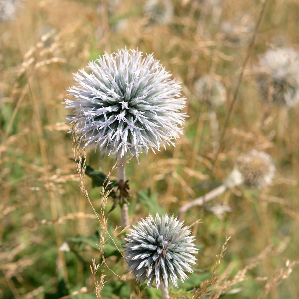 Echinops sphaerocephalus