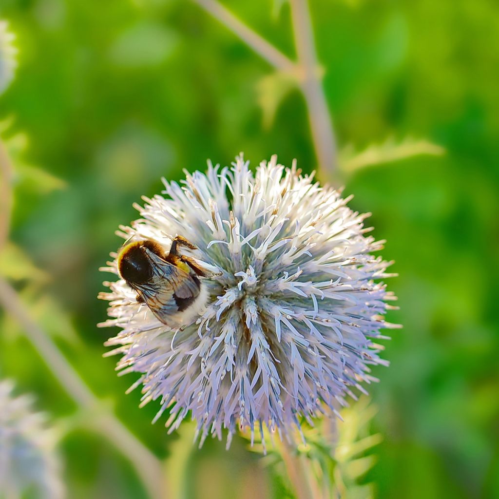 Echinops sphaerocephalus