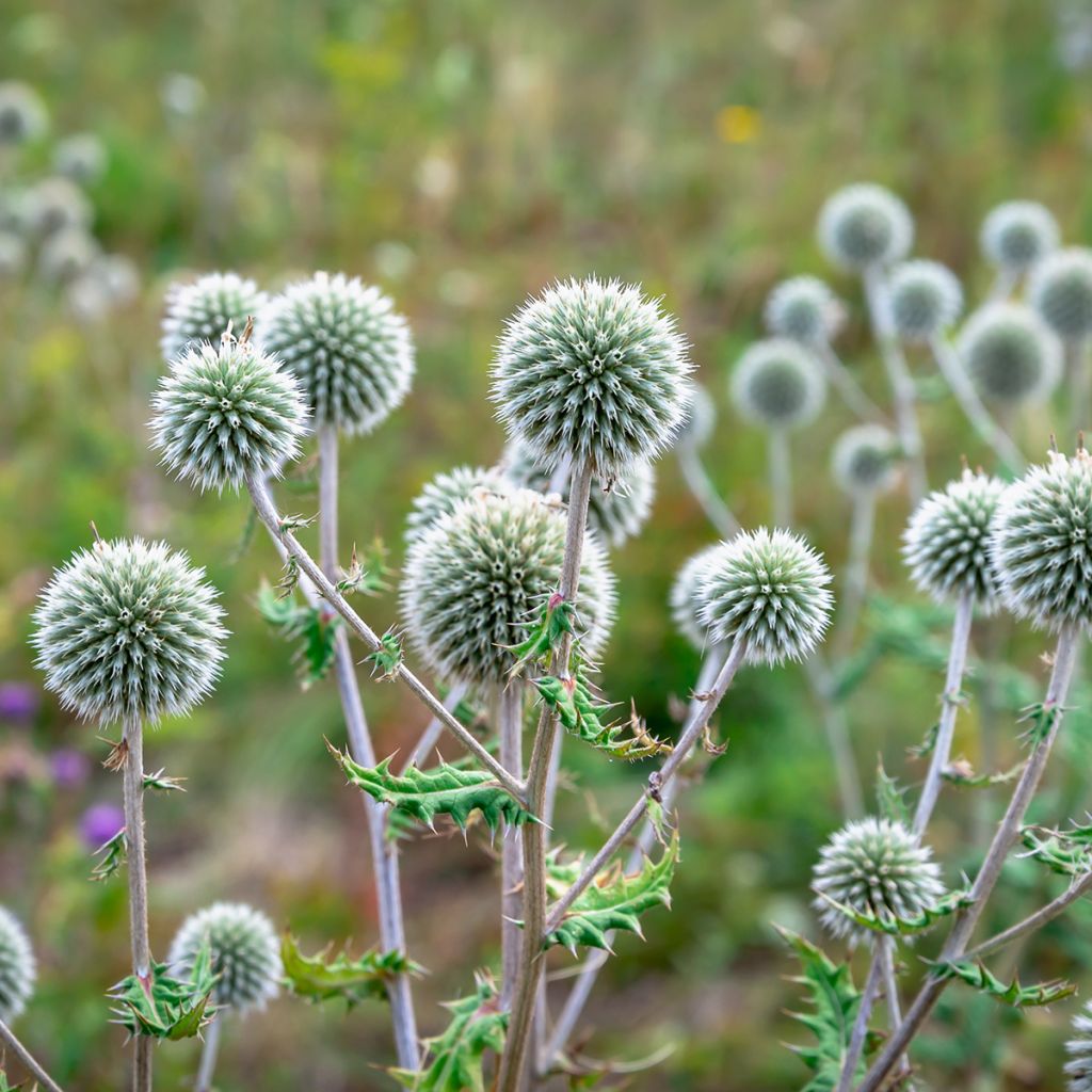 Echinops sphaerocephalus