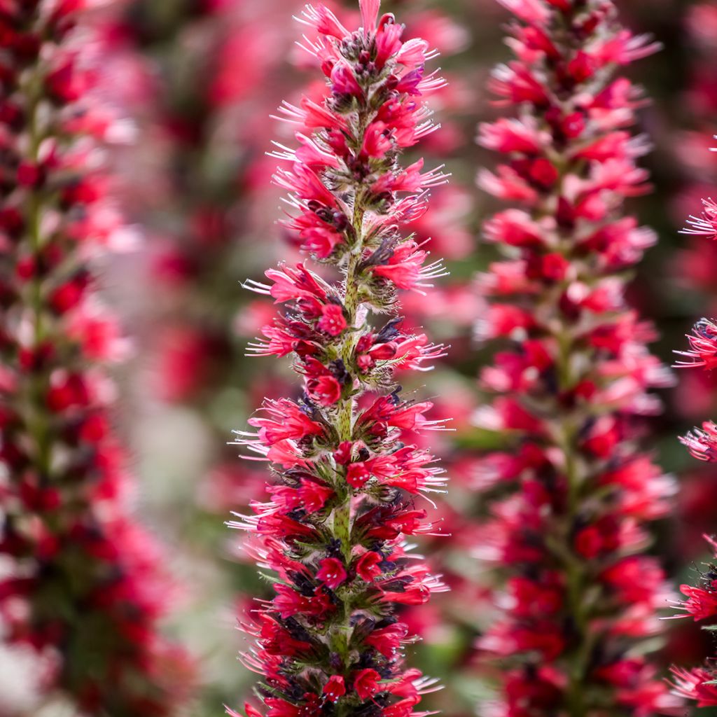 Echium amoenum Red Feathers - Vipérine rouge