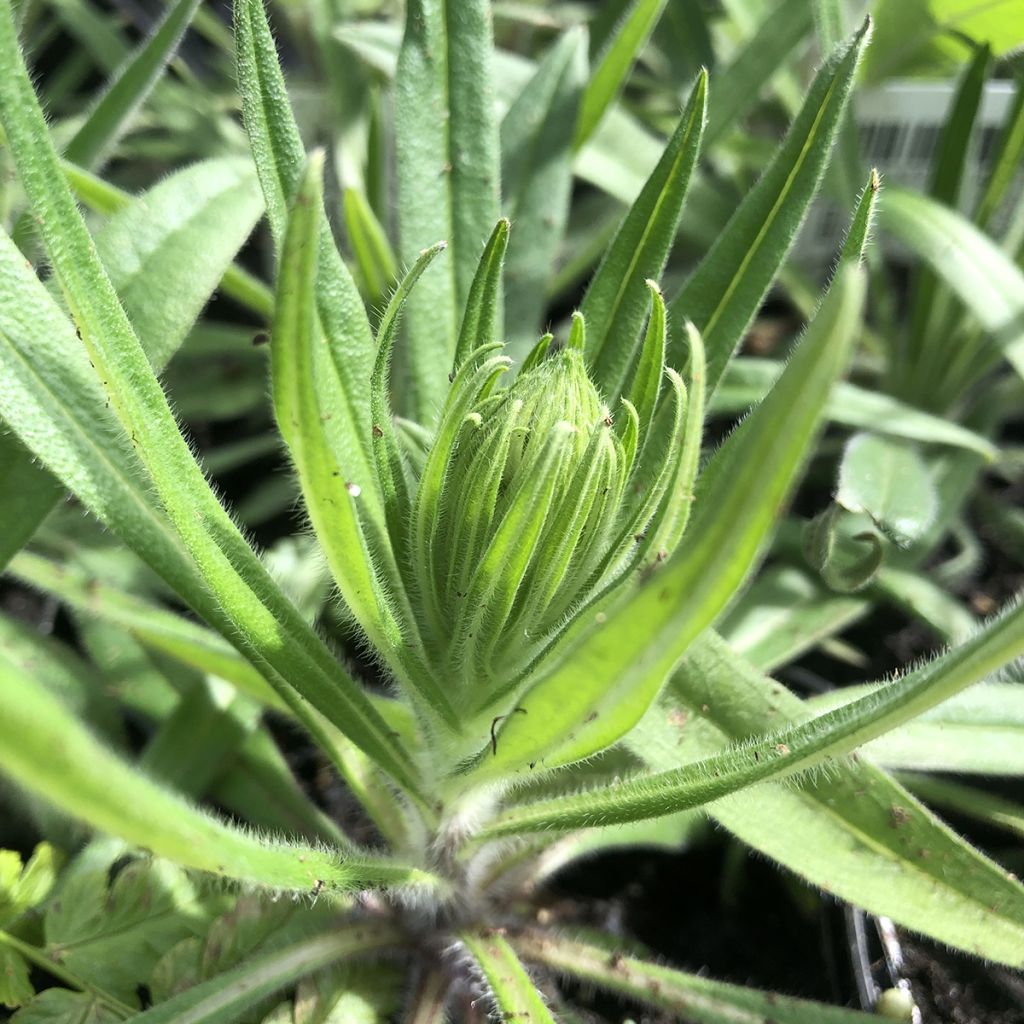 Echium amoenum Red Feathers - Vipérine rouge