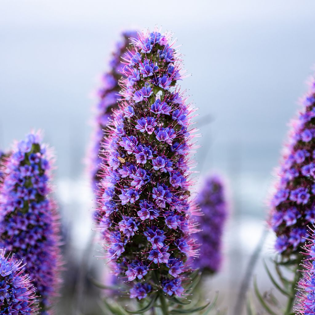 Echium candicans