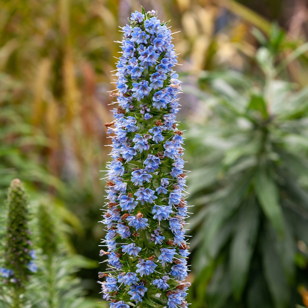 Echium candicans