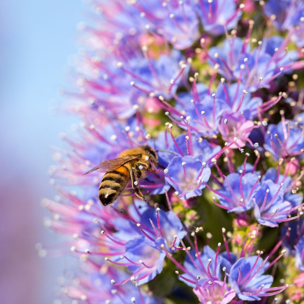 Echium candicans