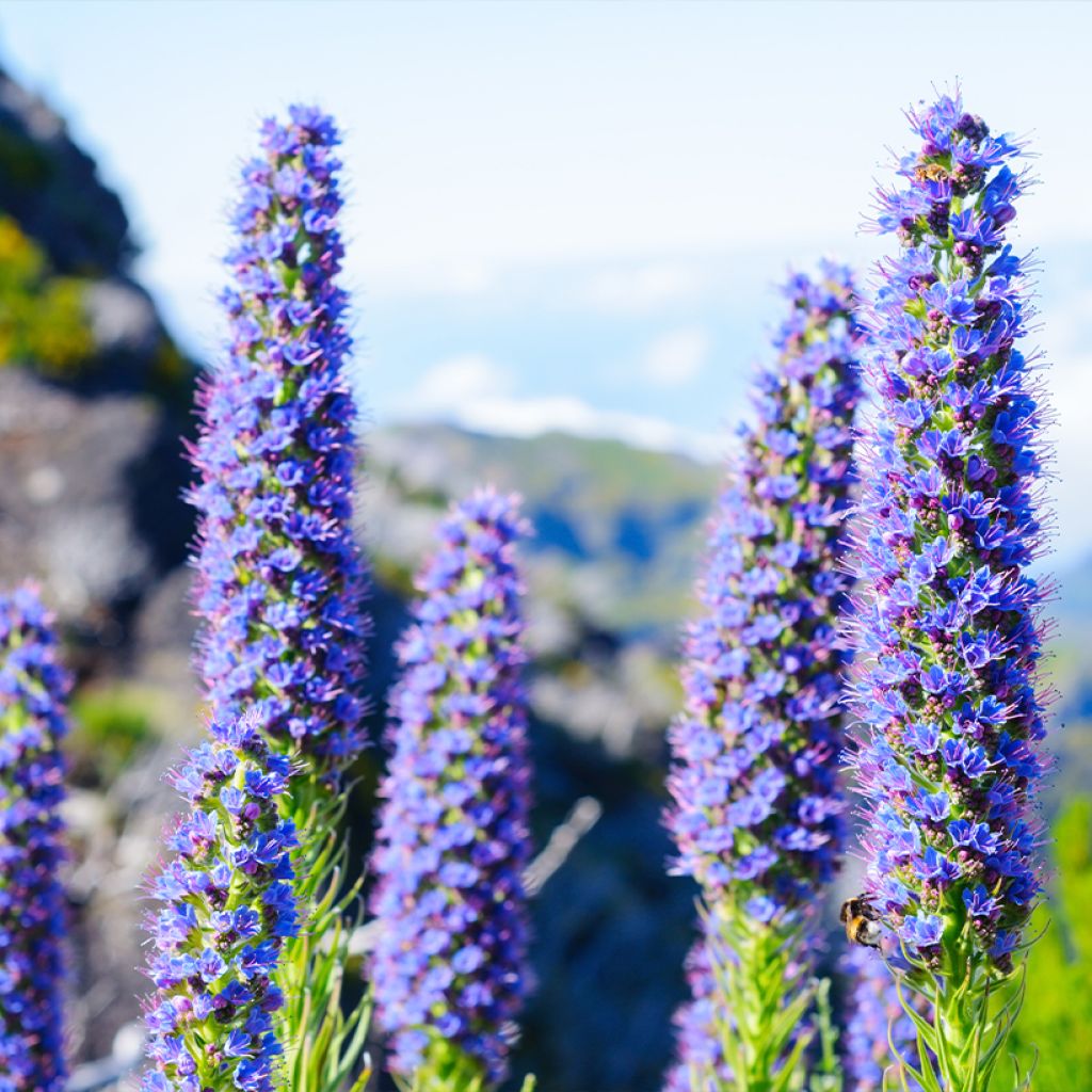 Echium candicans