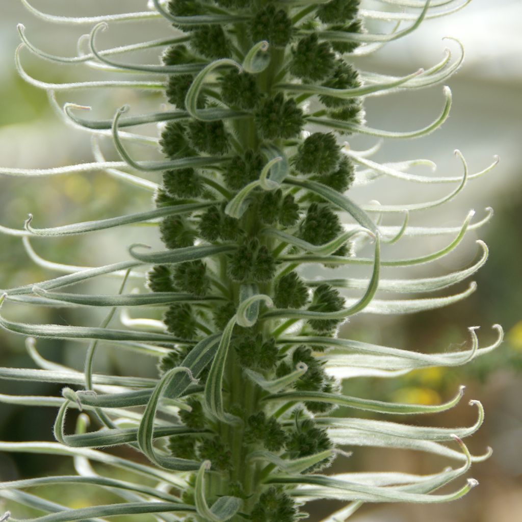 Echium candicans