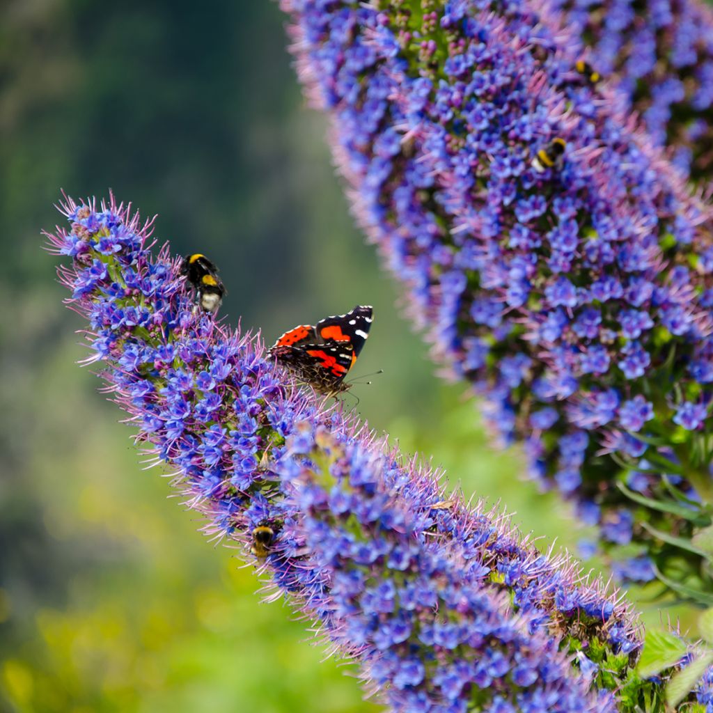 Echium candicans