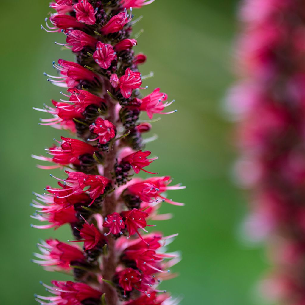 Echium russicum