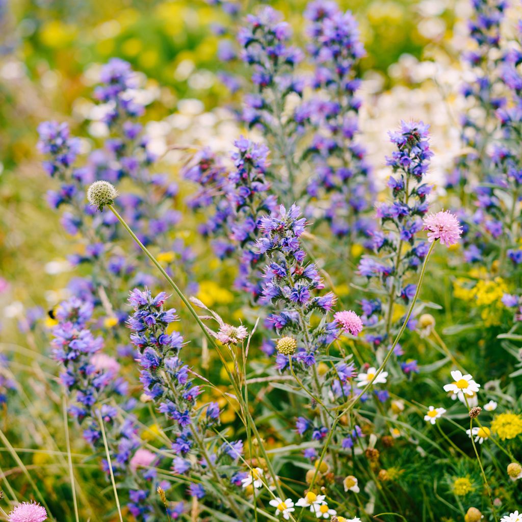 Echium vulgare