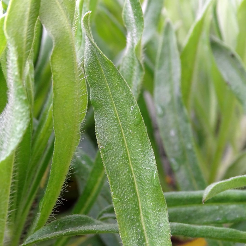 Echium vulgare