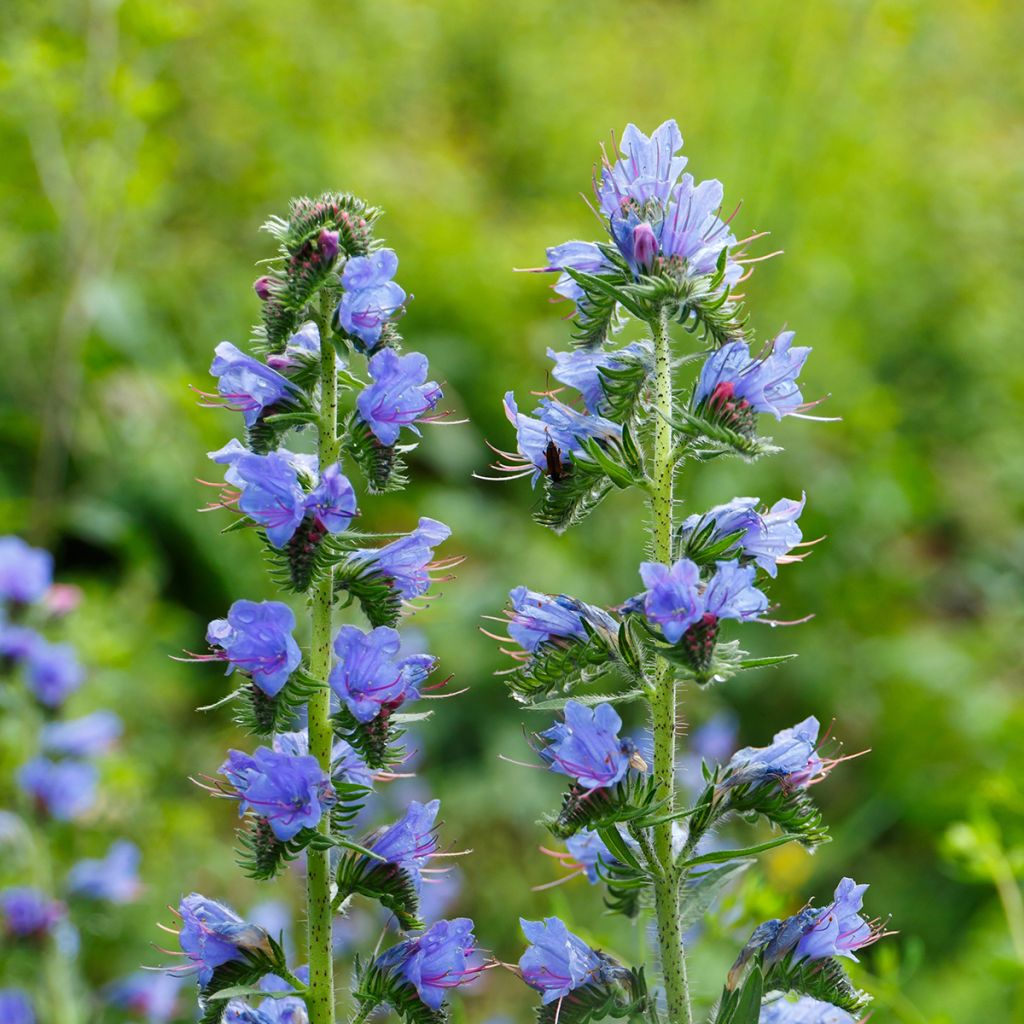 Echium vulgare