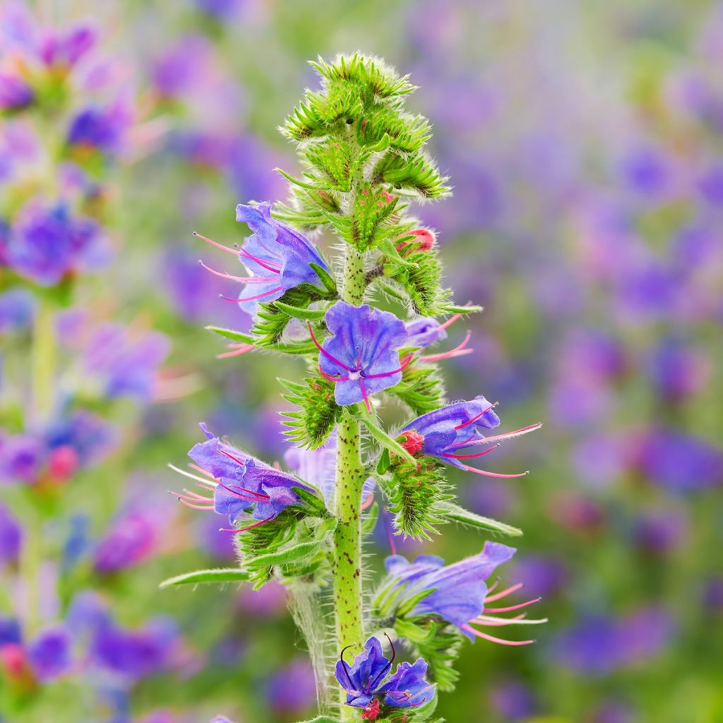 Echium vulgare