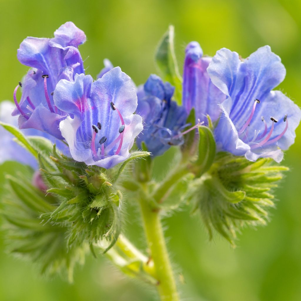 Echium vulgare