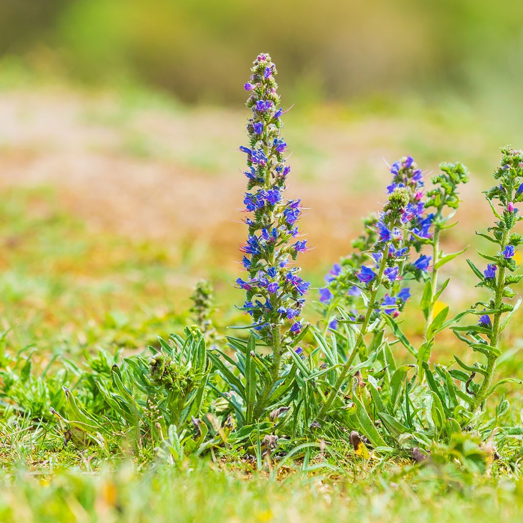 Echium vulgare