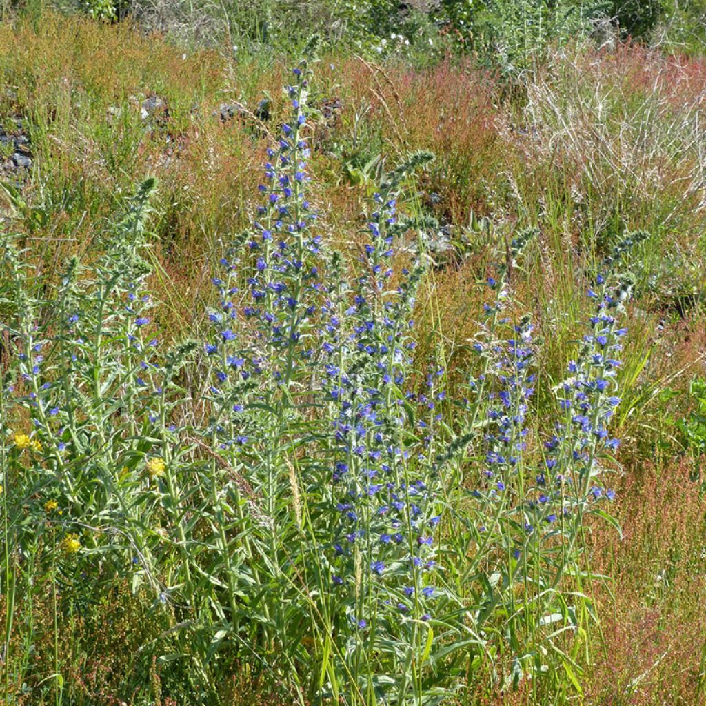 Echium vulgare