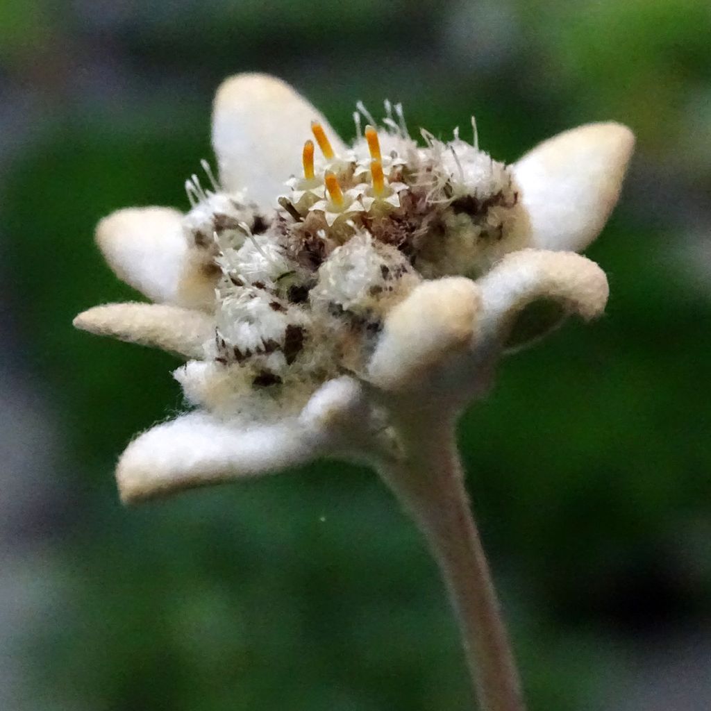 Leontopodium alpinum 