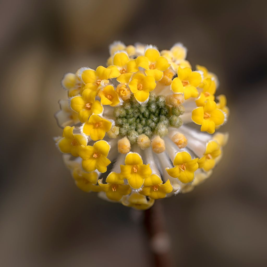 Edgeworthia chrysantha - Paperbush