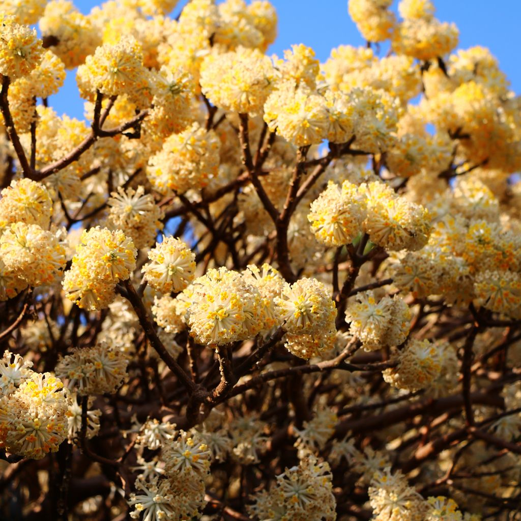 Edgeworthia chrysantha - Paperbush