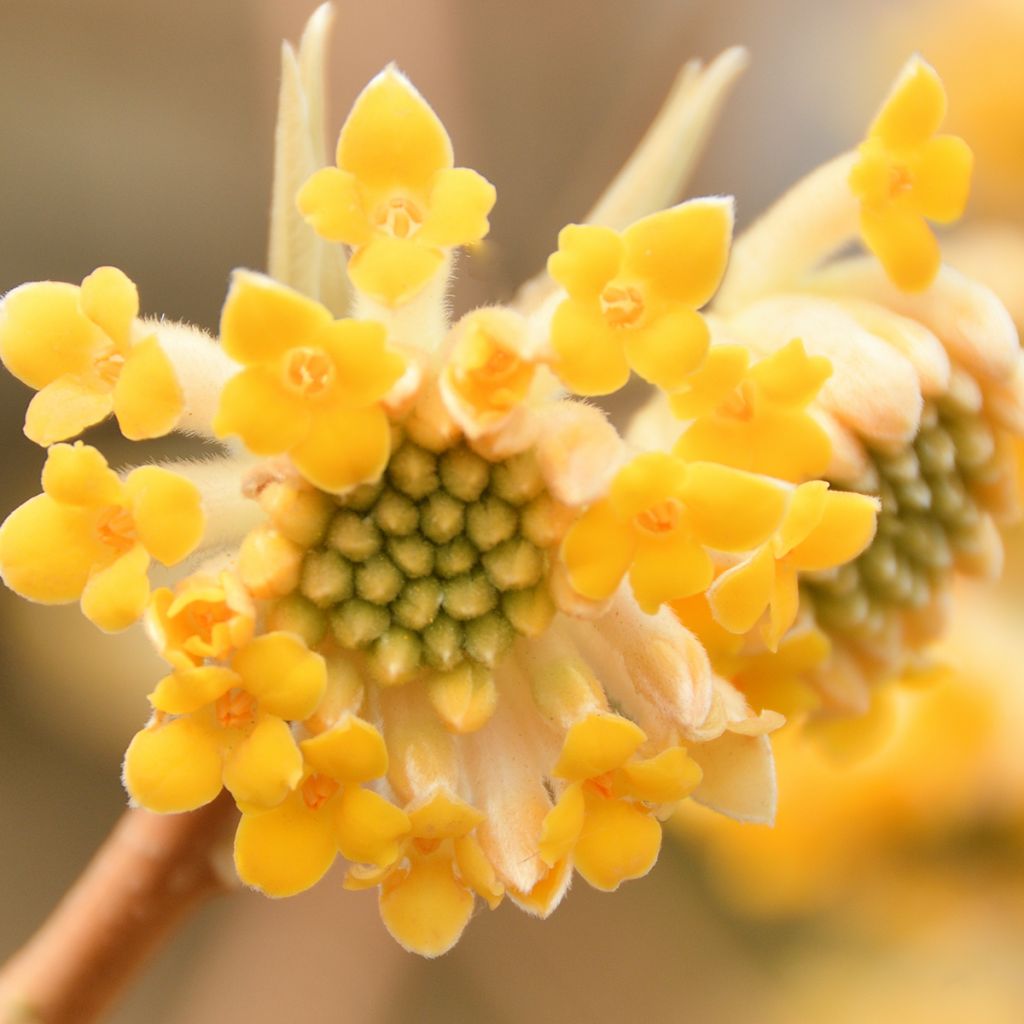 Edgeworthia chrysantha - Paperbush