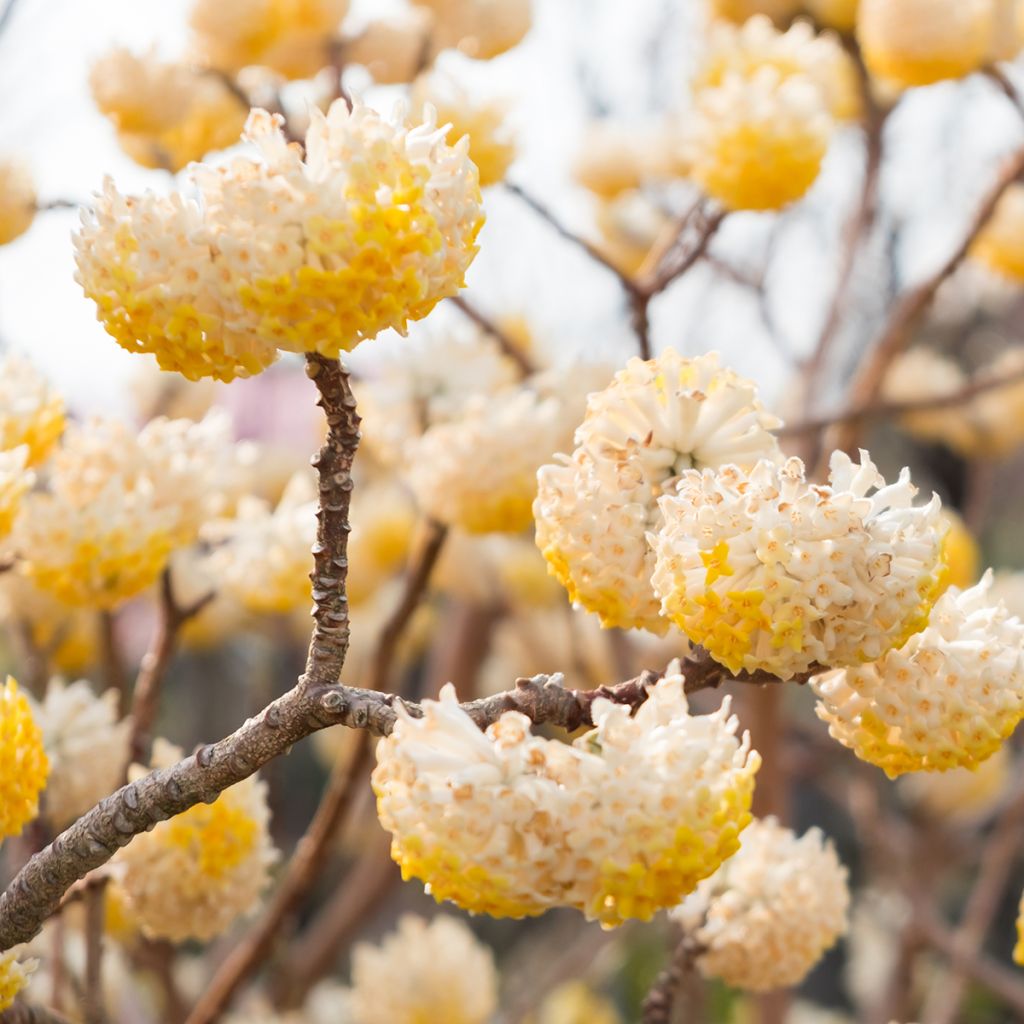 Edgeworthia chrysantha - Paperbush