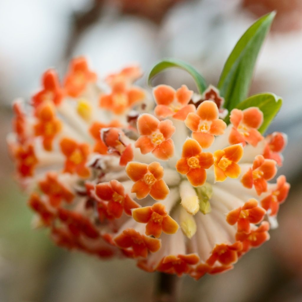 Edgeworthia chrysantha Red Dragon Akebono - Paperbush