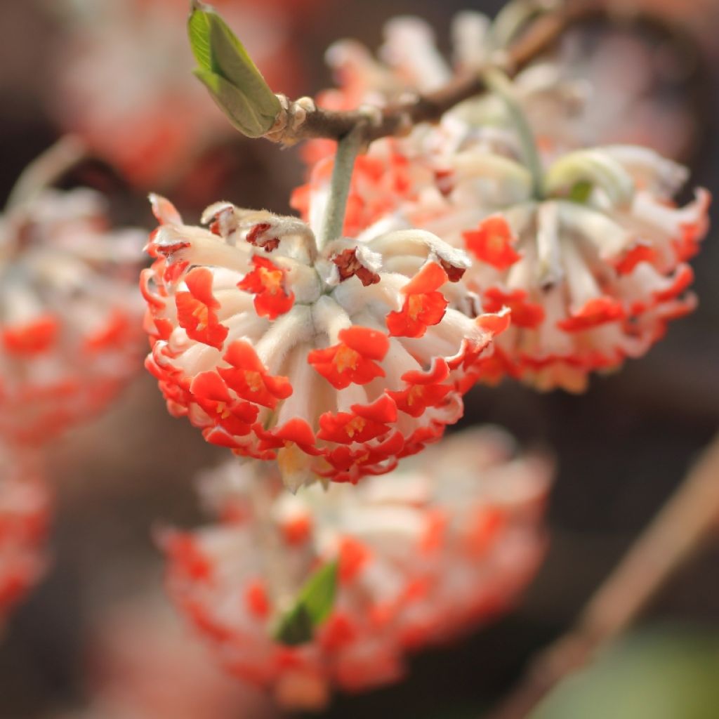 Edgeworthia chrysantha Red Dragon Akebono - Paperbush