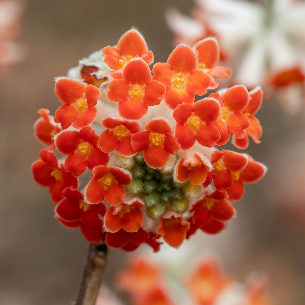 Edgeworthia chrysantha Red Dragon Akebono - Paperbush