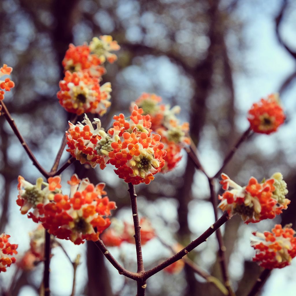 Edgeworthia chrysantha Red Dragon Akebono - Paperbush