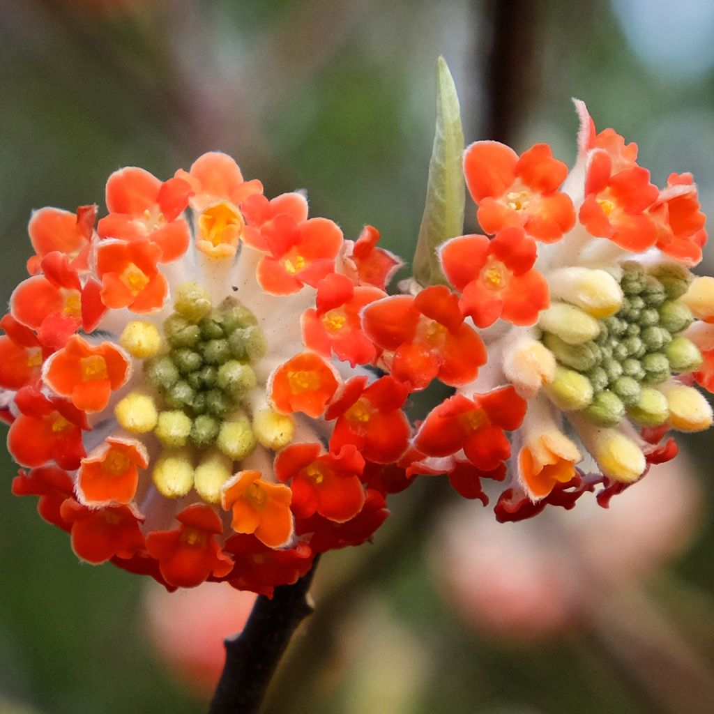 Edgeworthia chrysantha Red Dragon Akebono - Paperbush