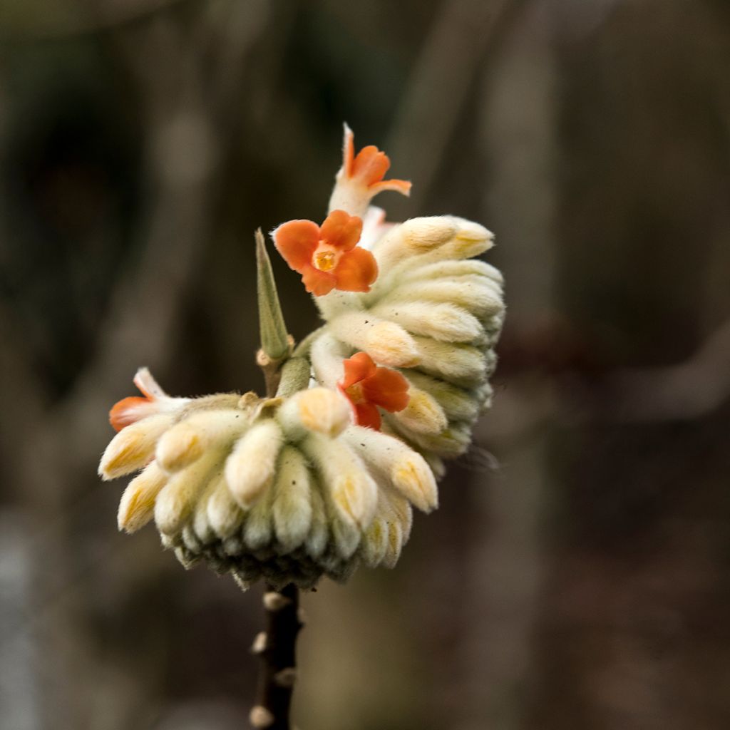 Edgeworthia chrysantha Red Dragon Akebono - Paperbush