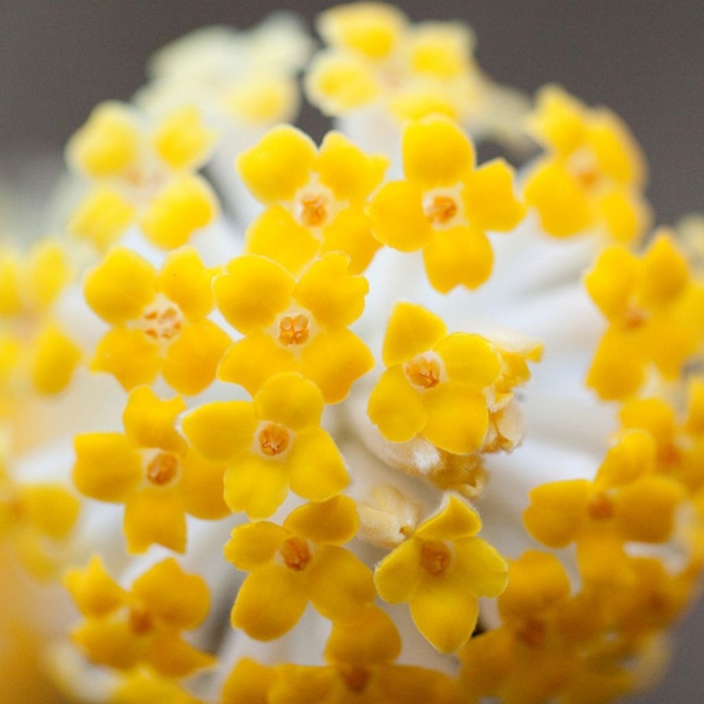 Edgeworthia chrysantha - Paperbush