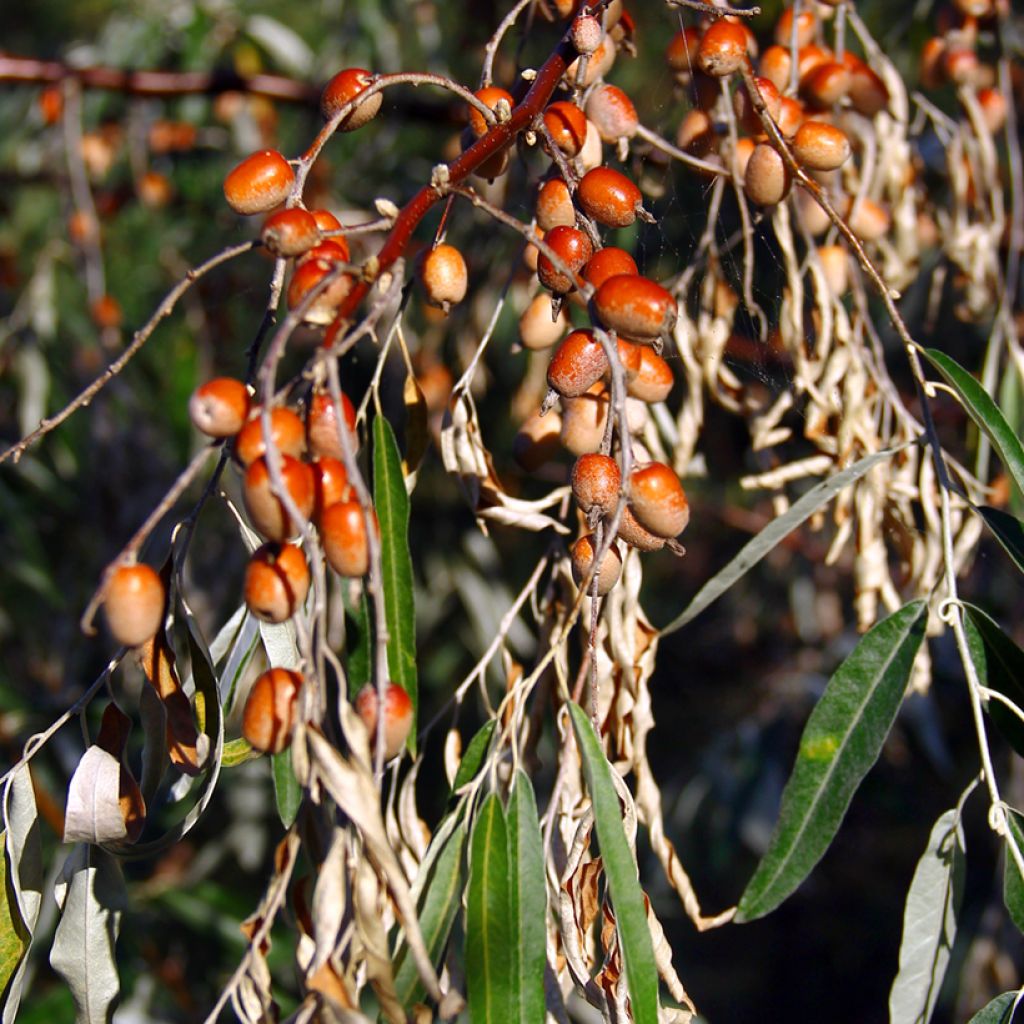 Elaeagnus angustifolia - Russian Olive