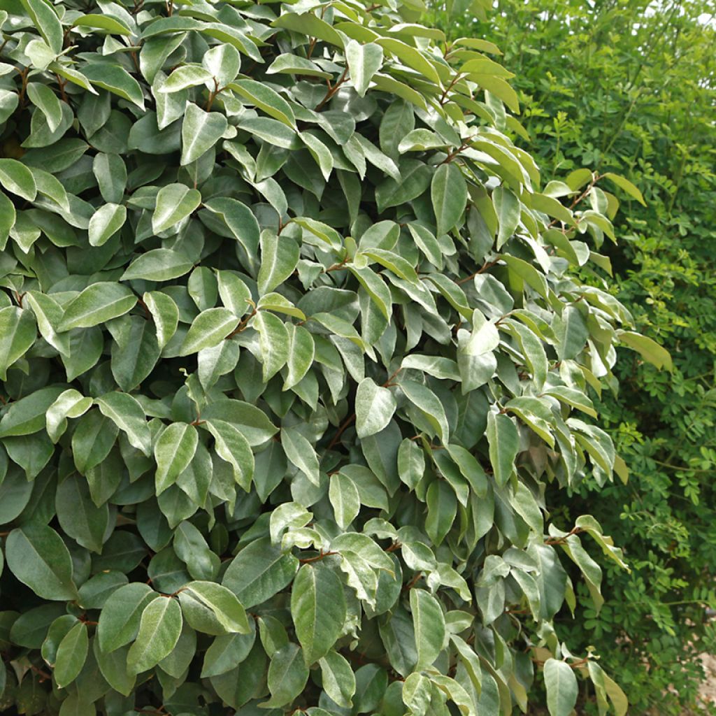 Elaeagnus ebbingei - Oleaster