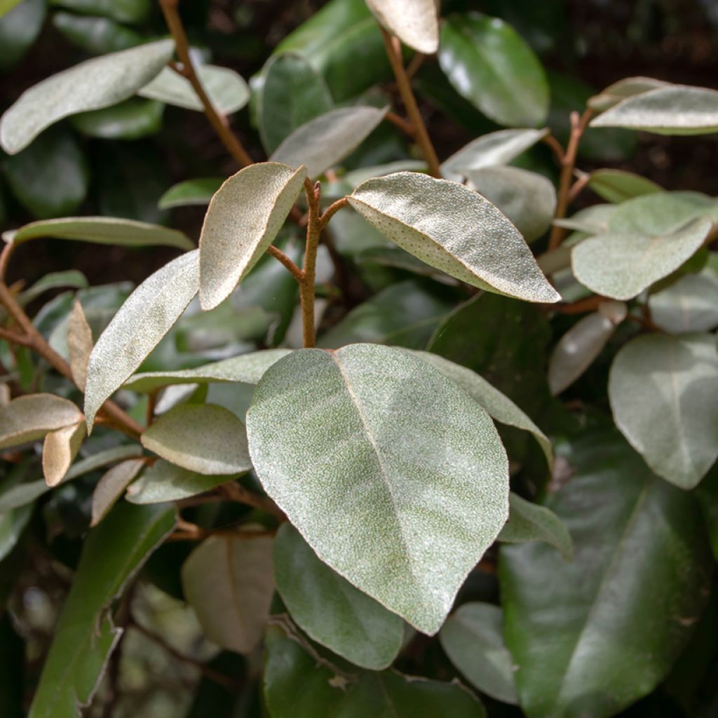 Elaeagnus ebbingei - Oleaster