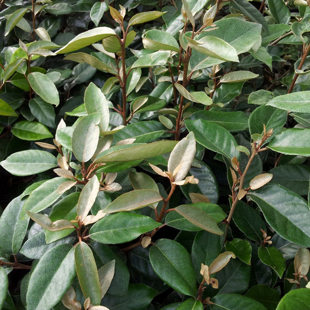 Elaeagnus ebbingei - Oleaster