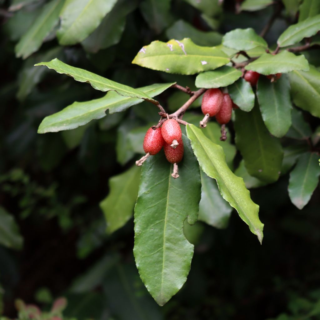 Elaeagnus ebbingei Compacta - Oleaster