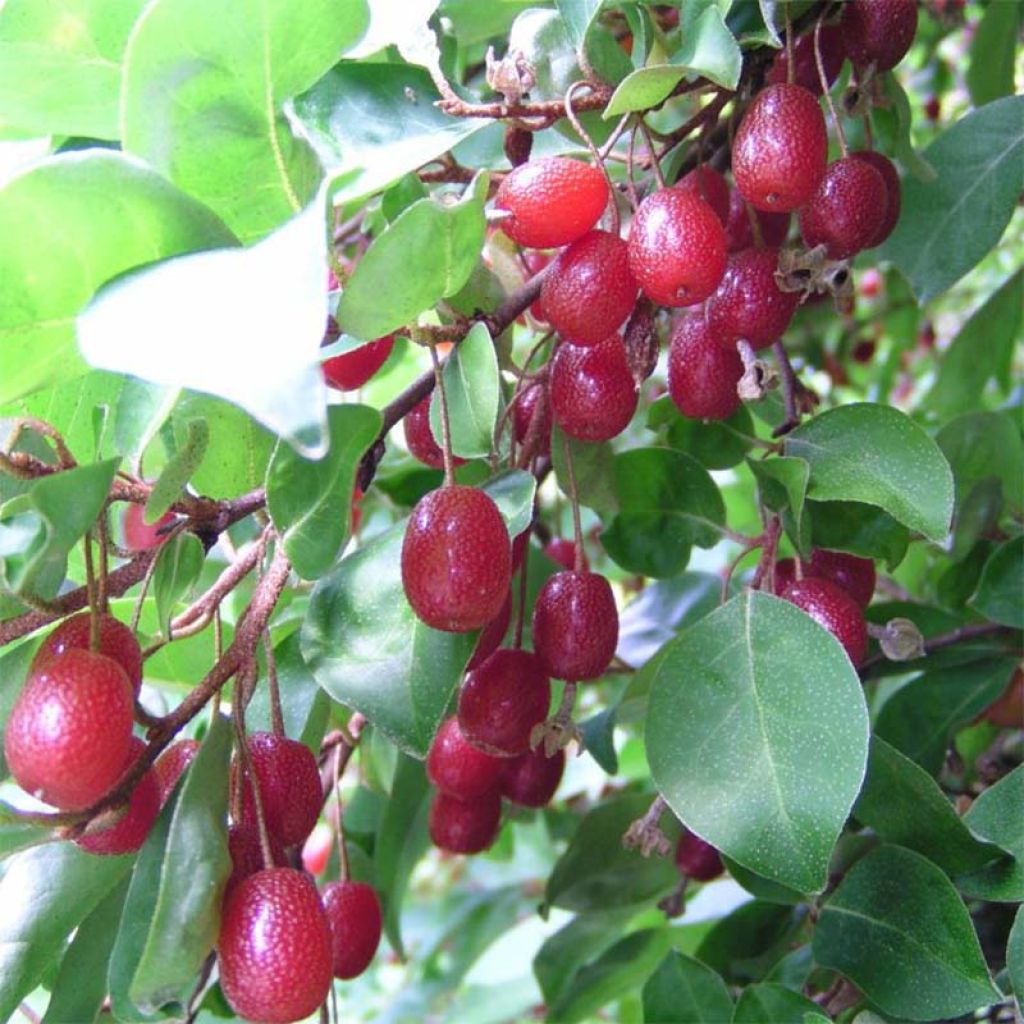 Elaeagnus multiflora - Goumi du Japon