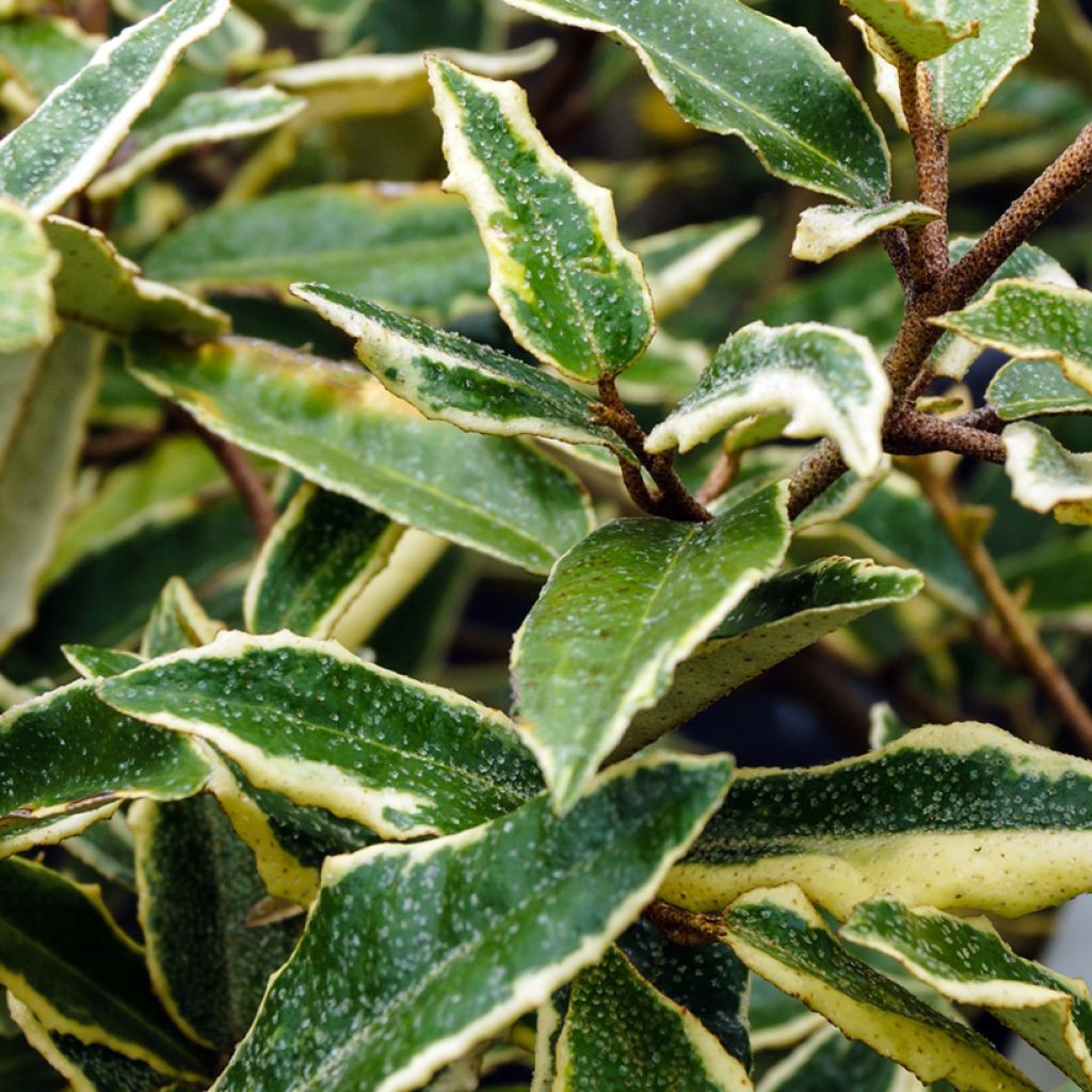 Eleagnus pungens Hosoba-Fukurin
