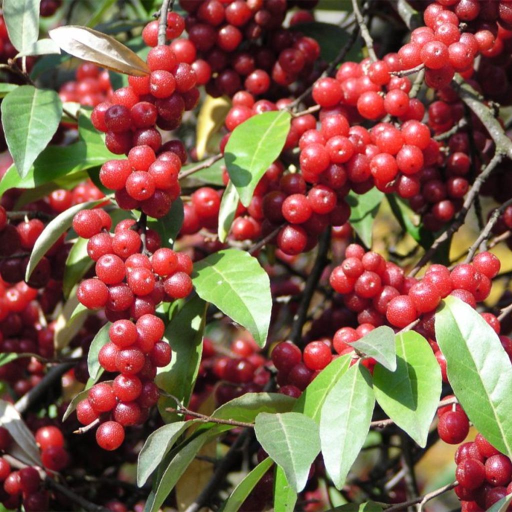 Elaeagnus umbellata Amoroso - Goumi du Japon