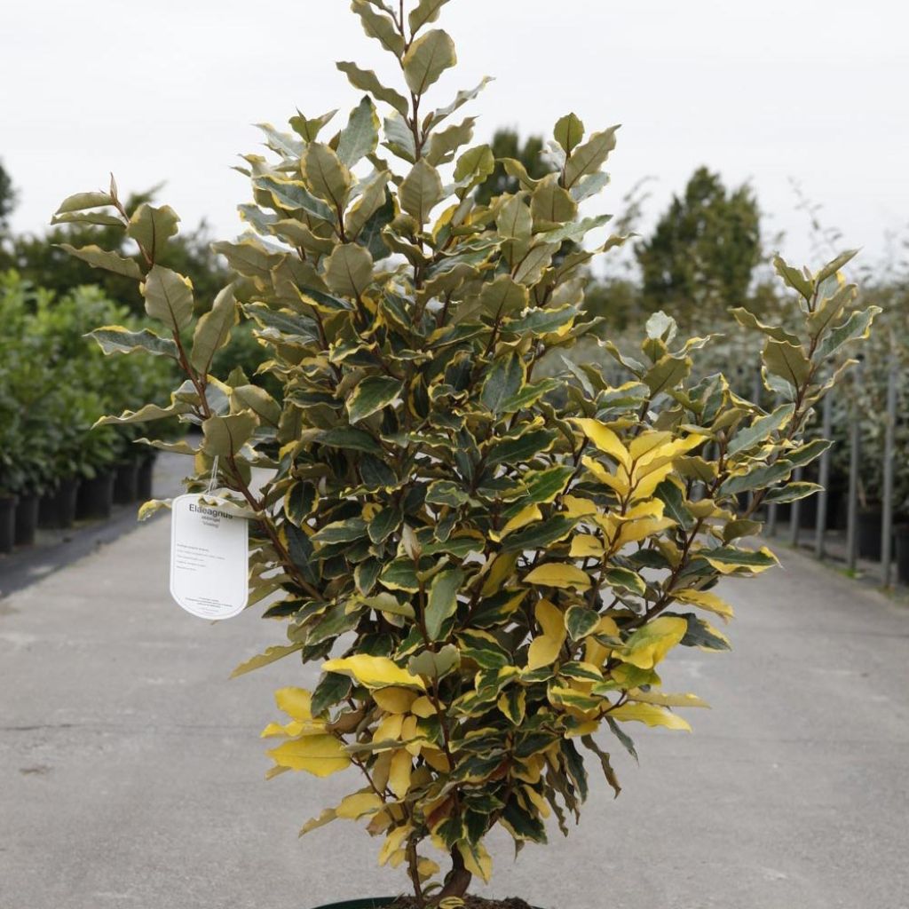 Elaeagnus x ebbingei Viveleg - Chalef