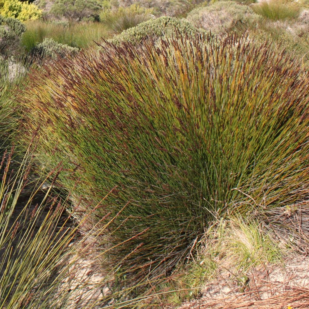 Elegia tectorum Fish Hoek - Restio