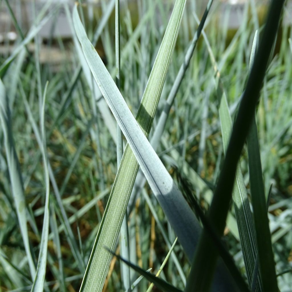 Elymus magellanicus - Agropyron