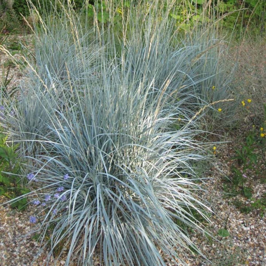 Elymus magellanicus - Agropyron