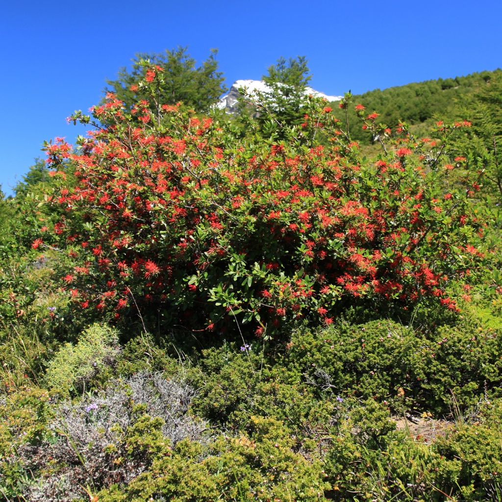 Embothrium coccineum - Arbre de feu du Chili 