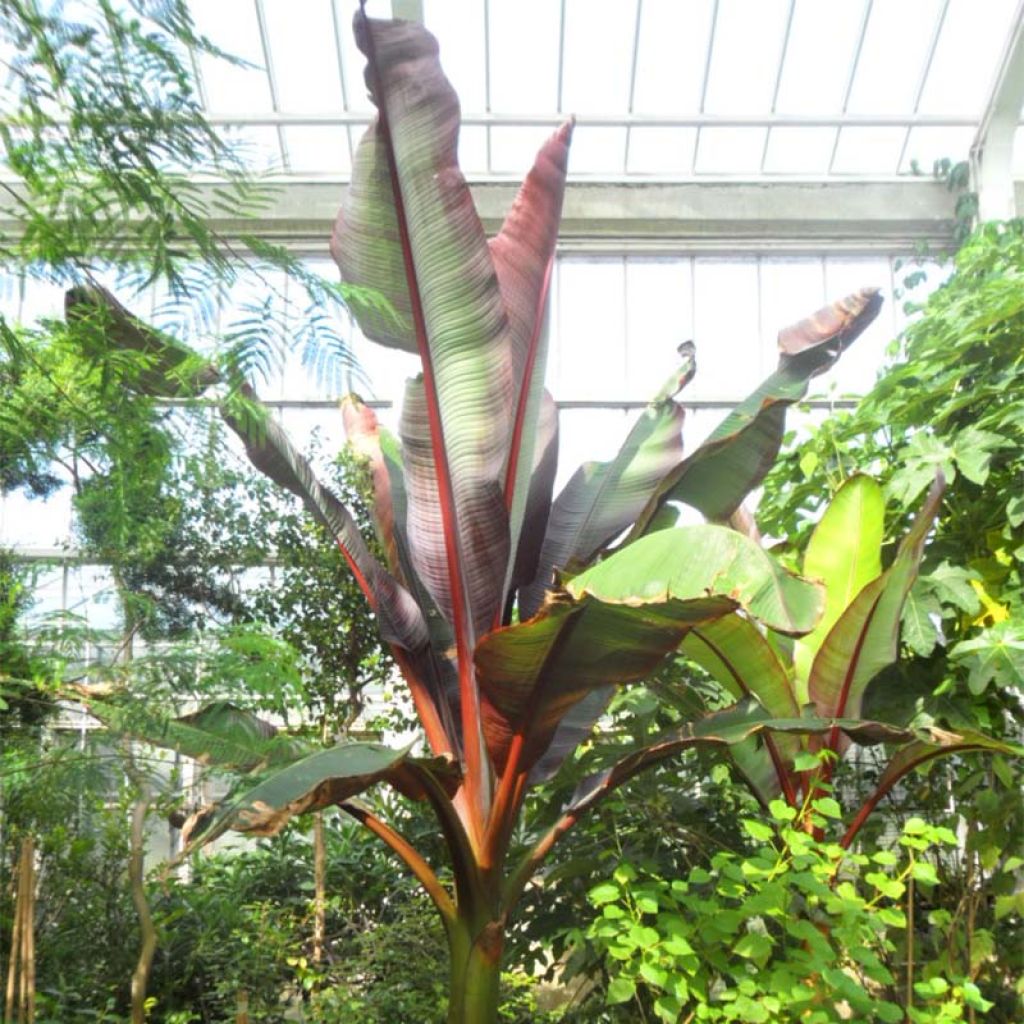 Ensete ventricosum Maurelii - Bananier rouge d'Abyssinie