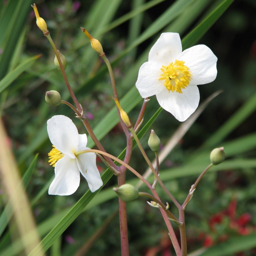 Eomecon chionantha - Snow Poppy