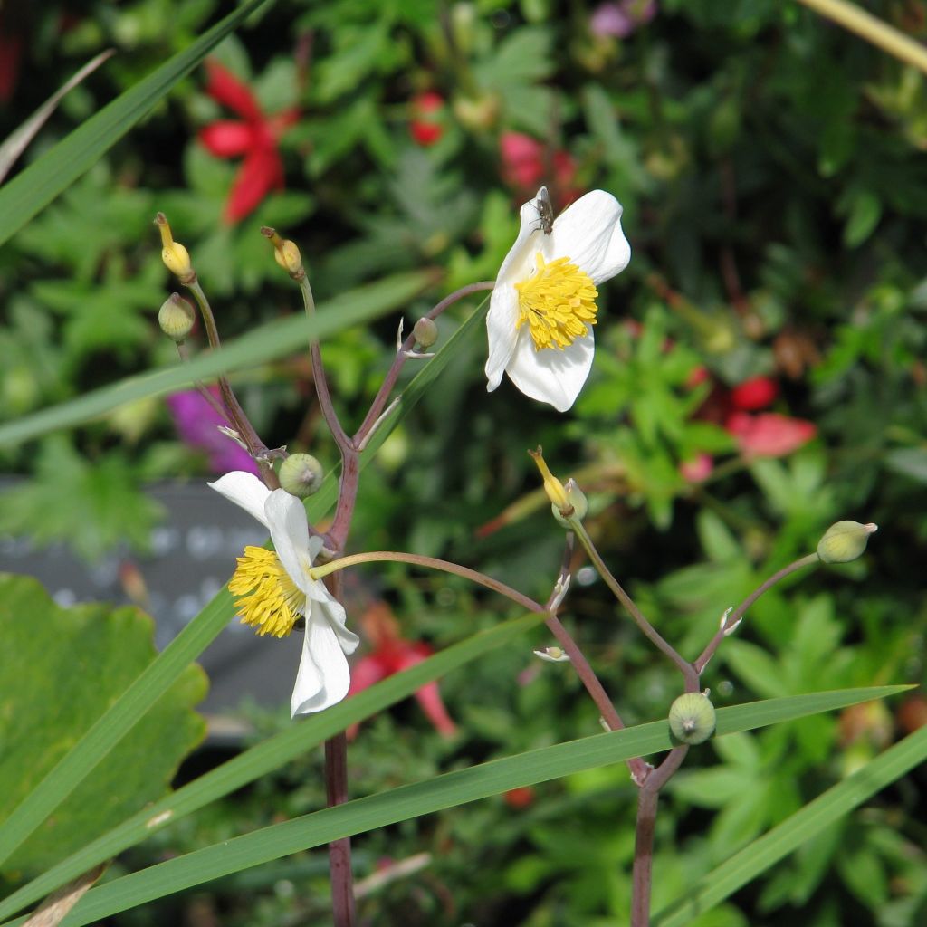 Eomecon chionantha - Snow Poppy