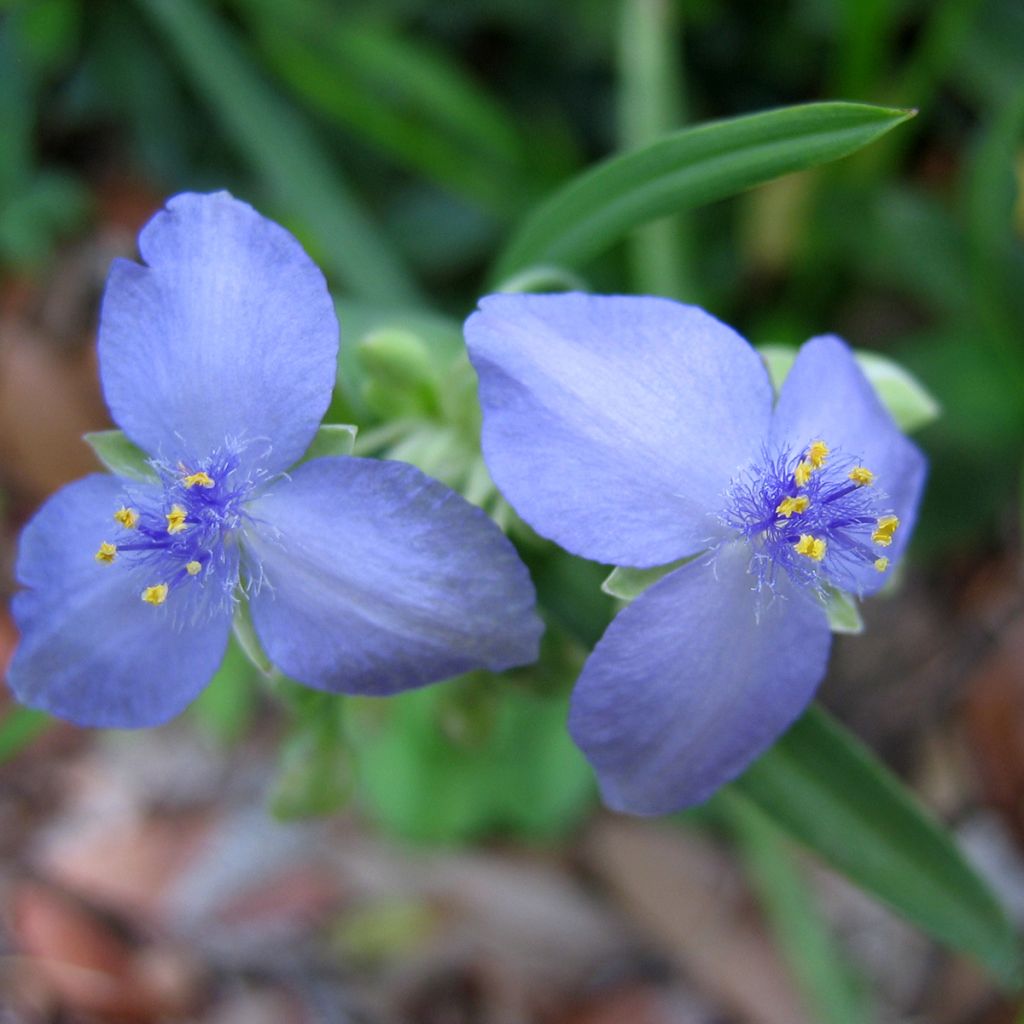 Tradescantia Ocean Blue - Spiderwort