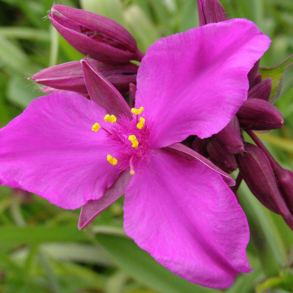 Tradescantia andersoniana Red Grape - Spiderwort